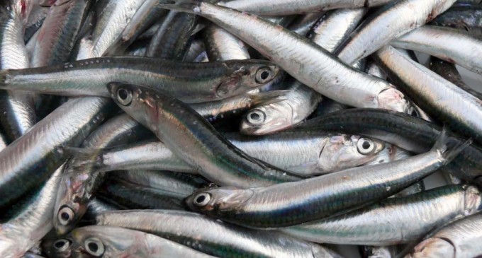 Κατάσχεση ακατάλληλων αλιευμάτων στον Πειραιά