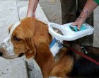 Ηλεκτρονική σήμανση δεσποζόμενων ζώων στον δήμο Βριλησσίων