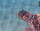 Viral: Χελώνα στη Νάξο καταβρόχθισε πάνω από 100 μέδουσες σε μισή ώρα (Βίντεο)