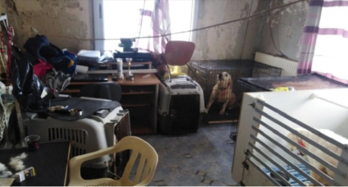 Ποινή φυλάκισης με αναστολή στην 60χρονη που κρατούσε 16 σκυλιά σε διαμέρισμα