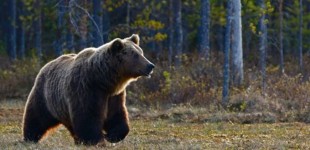 Έρευνα του υπουργείου Περιβάλλοντος για τις τρεις νεκρές αρκούδες στη Φλώρινα