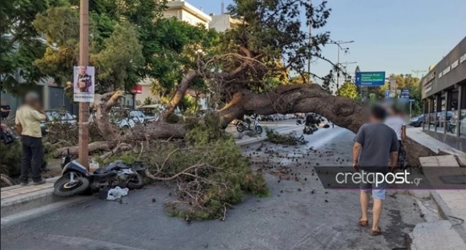 Κρήτη: Η περιγραφή σοκ αυτόπτη μάρτυρα για τη στιγμή που δέντρο έπεσε στο δρόμο και σκότωσε μοτοσικλετιστή