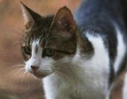 Σύλληψη 33χρονου για κακοποίηση γάτας στον Κολωνό -Ο κατηγορούμενος κακοποιούσε κατ” εξακολούθηση ζώα