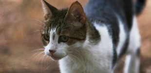 Κορυδαλλός: Ασυνείδητος κακοποιεί και βασανίζει αδέσποτα ζώα -Σκότωσε γάτα με αεροβόλο