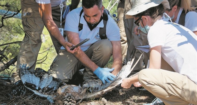 Ελληνικό CSI για την εξιχνίαση εγκλημάτων κατά της άγριας ζωής