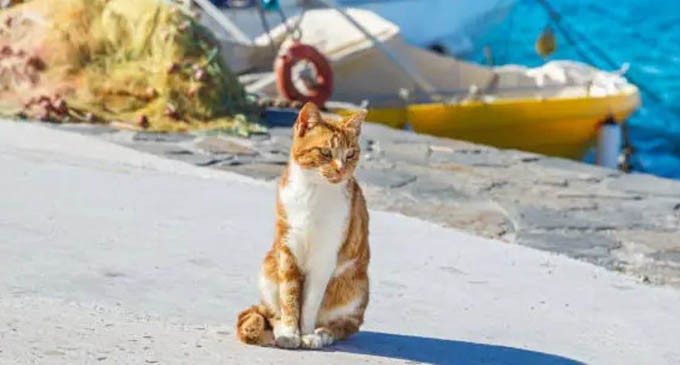Ύδρα: Συνελήφθη 25χρονος για κακοποίηση γάτας στο λιμάνι