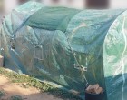 Αιγίνα: Είχε θερμοκήπιο με κάνναβη στην αυλή του σπιτιού του