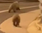 Μέτσοβο: Αρκουδάκια «βολτάρουν» στην Εγνατία Οδό