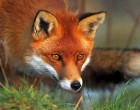 Παραλιακή: Αλεπού βρέθηκε νεκρή με κομμένη ουρά και τραύμα στο λαιμό