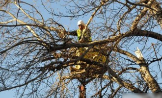 Θ. Ζάγκας: Με λάθος τρόπο η κλάδευση των δέντρων στις πόλεις