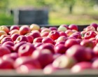 Δέσμευσαν πάνω από 1 τόνο ακατάλληλα μήλα από Ουκρανία