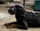 Γυαλιά επαυξημένης πραγματικότητας για στρατιωτικούς σκύλους