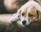 «Πώς η διατροφή του σκύλου επηρεάζει την συμπεριφορά του και την υγεία του;» – Δωρεάν σεμινάριο του Δήμου Περάματος