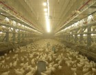 Αγροτικός Συνεταιρισμός Πτηνοτρόφων Μεγάρων: «Η δημοτική αρχή έχει ξεκινήσει πόλεμο με τους πτηνοτρόφους»