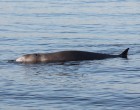 Φάλαινα Ζιφιός: Εντοπίστηκε νεκρή στα παράλια της Σαλαμίνας