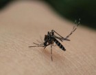 Ιός Δυτικού Νείλου – ΕΟΔΥ: Πώς να προφυλαχθείτε από τα κουνούπια – Αναλυτικά οι οδηγίες