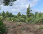 Χαλκιδική: Απαγόρευση κυκλοφορίας σε δάση και Natura – Υψηλός κίνδυνος πυρκαγιάς
