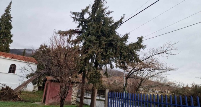 Πτώσεις δέντρων έκλεισαν τα… σχολεία σε περιοχή της Θεσσαλονίκης