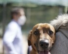 Εγκύκλιος ΥΠΕΣ περί κτηνιατρικής νομοθεσίας για τα ζώα συντροφιάς